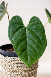 Anthurium luxurians 'Indo type'